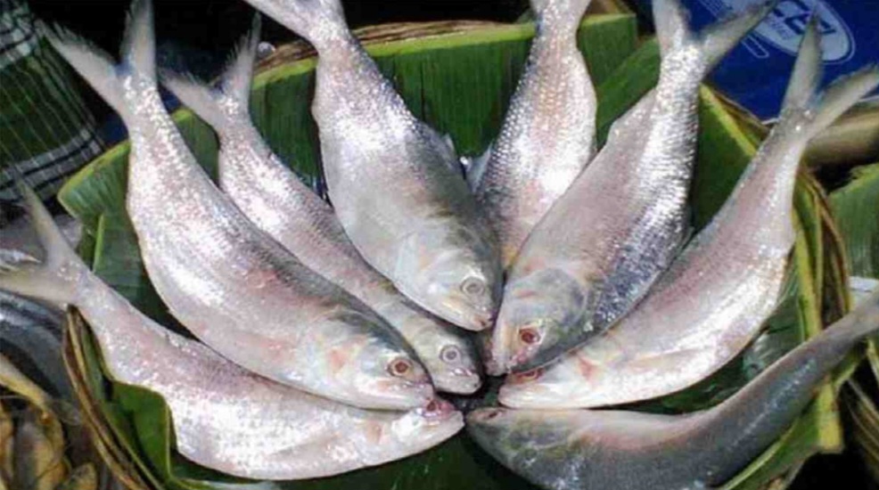ইলিশের দাম ৭০০ টাকা কেজি নির্ধারণ করতে লিগ্যাল নোটিশ