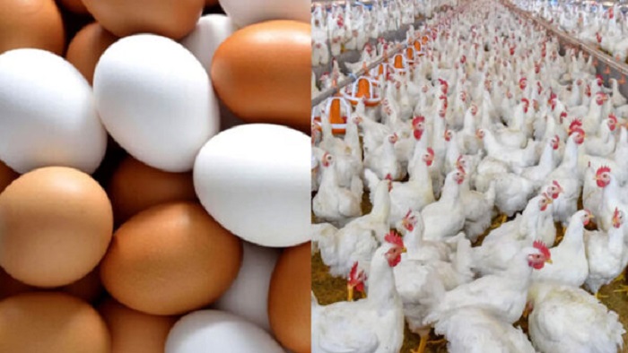 স্বস্তি ফিরেছে ডিমে