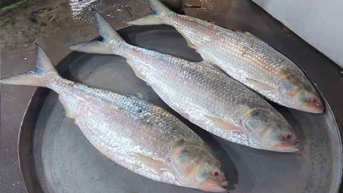 ইলিশ বিক্রি হলো ২৬ হাজার টাকায়