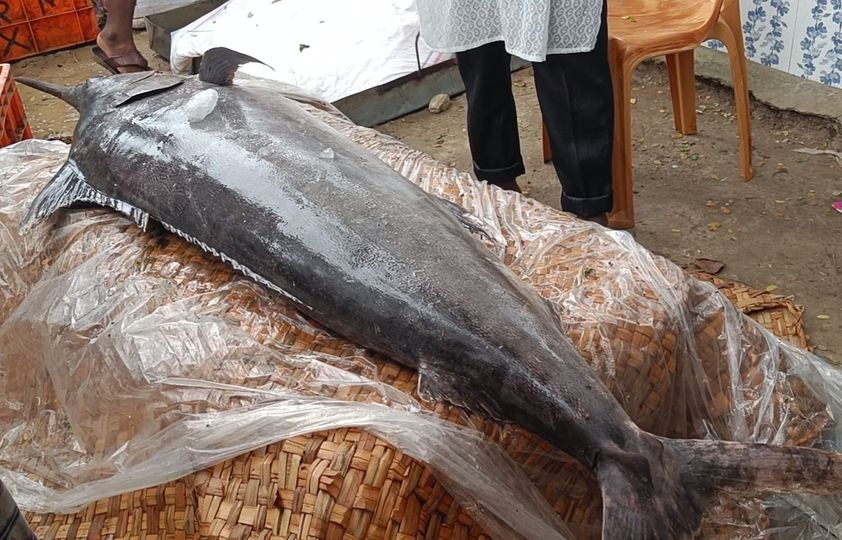 কালাই হাটে উঠল ৭০ কেজি ওজনের পাখি মাছ