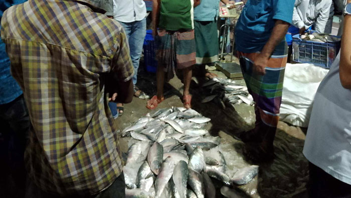 মাদারীপুরে এক রাতে ২ কোটি টাকার ইলিশ বিক্রি