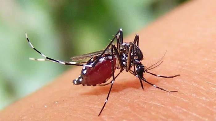 ডেঙ্গুতে আক্রান্ত আরও ৪৯০