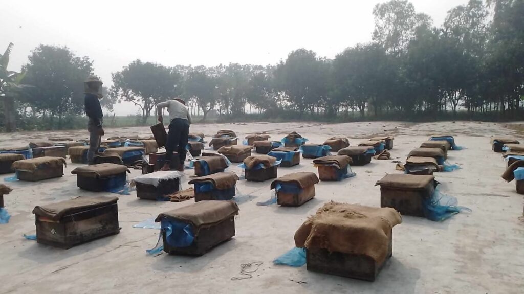 রানীশংকৈলে জনপ্রিয় হয়ে উঠেছে সরিষার ক্ষেতের সাথে মৌমাছি পালন