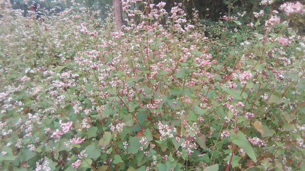 নীলফামারীতে আবারো পরীক্ষা মুলক ভাবে চাষ করা হচ্ছে ঢেমশি