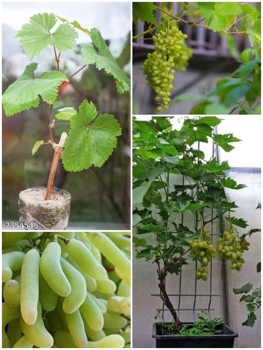 টবে আঙ্গুর চাষাবাদ পদ্ধতি