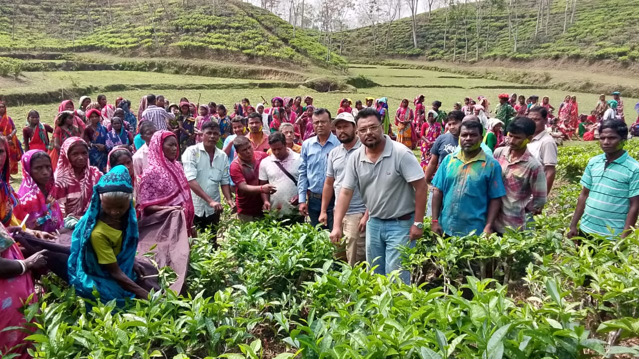 হলি উৎসবের মধ্যে দিয়ে বড়লেখায় চা বাগান গুলোতে নতুন চা পাতার কুঁড়ি উত্তলন