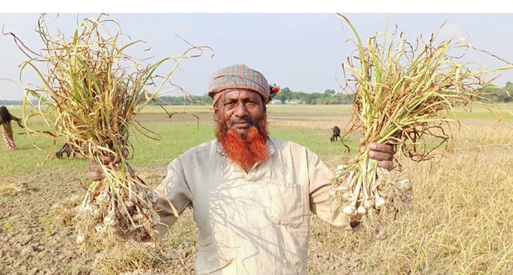 তাড়াশে সাদা সোনা খ্যাত রসুনে বাড়তি আয়ের স্বপ্ন দেখছেন কৃষকেরা