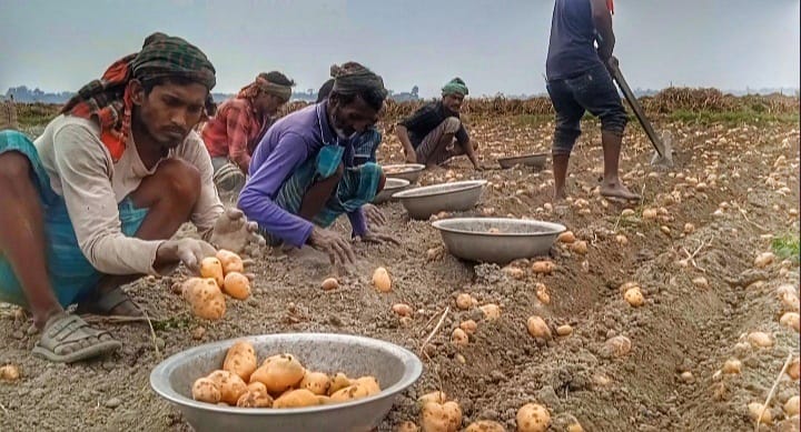 মুন্সিগঞ্জে বিখ্যাত ডায়মন্ড আলু গতবছর তুলনায় এবছরে বাম্পার