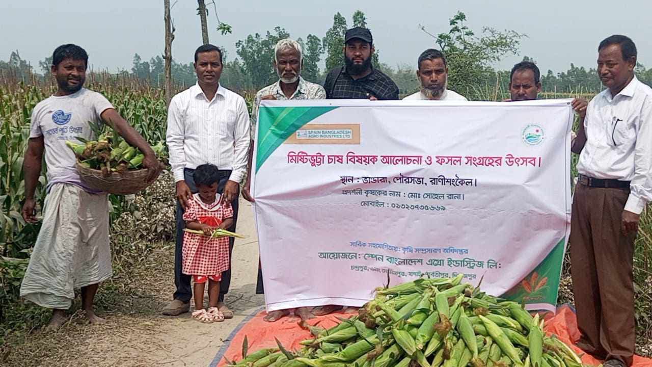 রাণীশংকৈলে প্রথমবারের মতো সুইট কর্ন চাষ