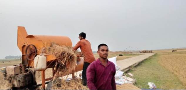 শাল্লায় কৃষকরা আনন্দে বোরো ধান কাটছে