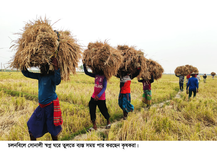 ব্যস্ত চলনবিলের কৃষকরা