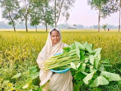 কচু শাকের উপকারিতা এবং পুষ্টিগুণ