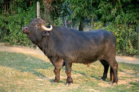 প্রতিরাতেই চুরি হচ্ছে কৃষকের স্বপ্ন
