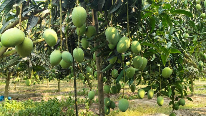 ২২ মে থেকে বাজারে আসছে নওগাঁর আম