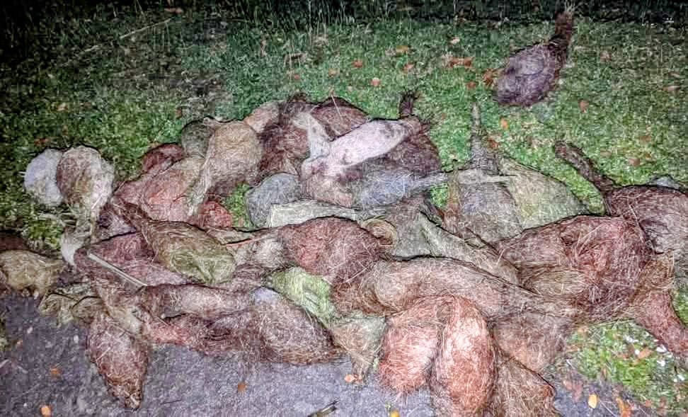 ঝালকাঠিতে একটি তালগাছ কর্তনে শতাধিক বাবুই পাখির বাসা ধ্বংস