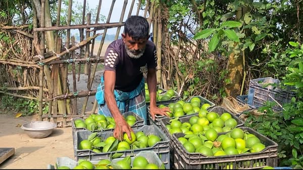 পেয়ারা চাষে ক্ষতি, মাল্টায় সাফল্য: বছরে আয় ১৫ লাখ