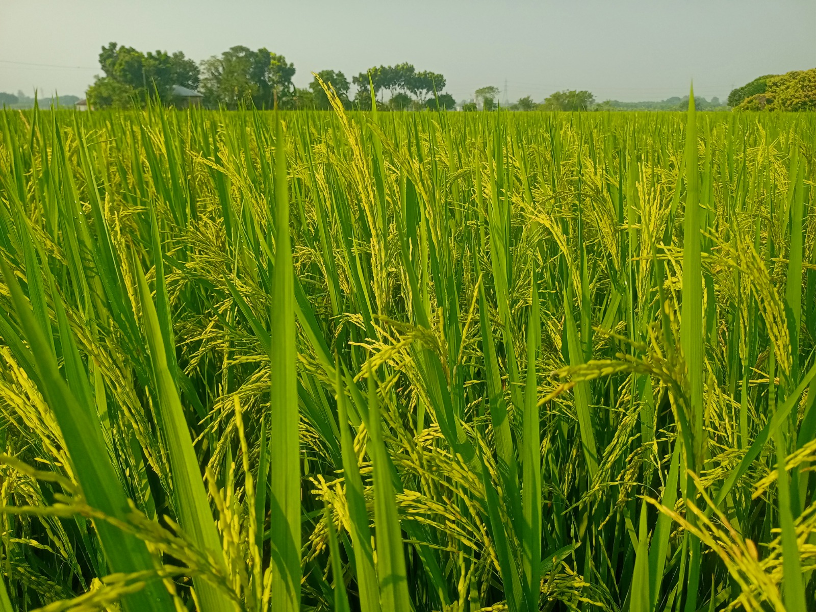 ঈশ্বরদীতে এক দশকে আবাদি জমি কমেছে ৬৪৮ হেক্টর