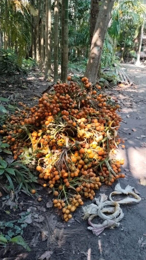 <span>রুবিনা শেখ, সম্পাদক / </span>দক্ষিণ অঞ্চলের সাধারণ মানুষের জীবনে সুপারি বিক্রির আনন্দ