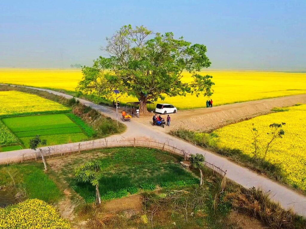 <span>সরিষা ফুলের অপার সৌন্দর্য  / </span>দেখে আসুন চলনবিলের কাঁচাসোনা তরল সোনা