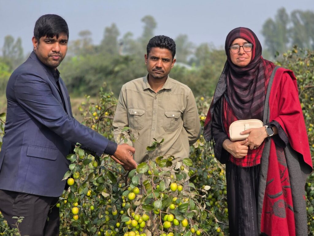 <span>কৃষকদের কাছে অনুকরণীয় দৃষ্টান্ত হয়ে উঠেছেন / </span>তাড়াশে বড়ই চাষে সফল রাহাত খান রুবেল