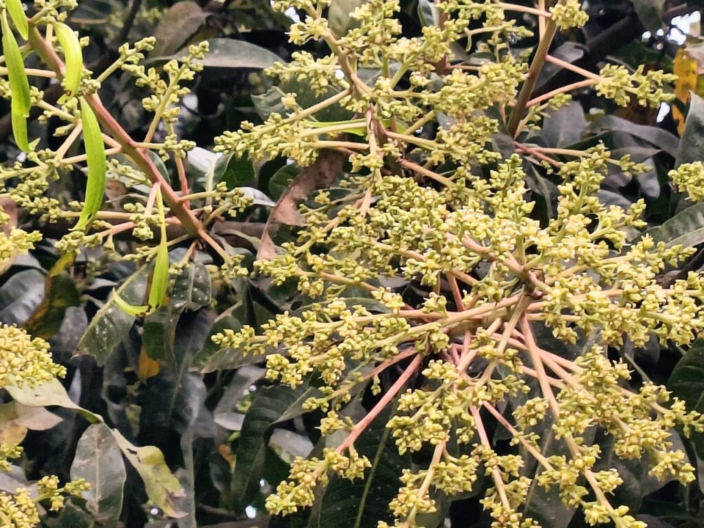 <span>ফলন নিয়ে আশাবাদী কৃষক / </span>আমের মুকুলে উৎসবমুখর বাঘা