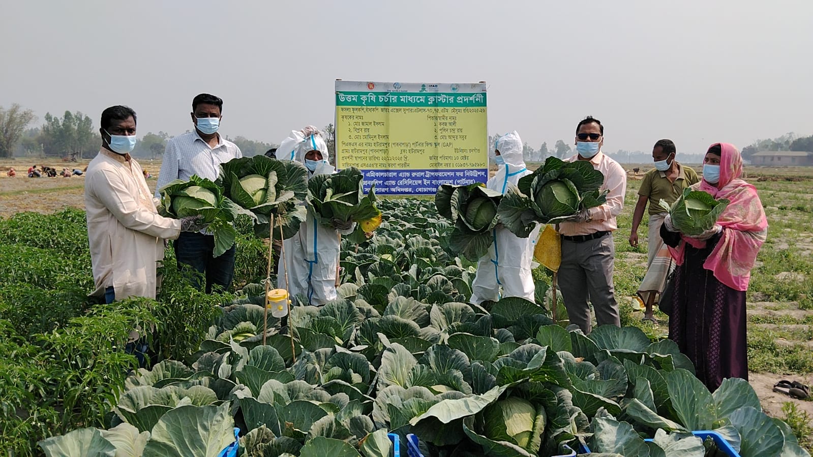 বোচাগঞ্জে ক্লাস্টার পদ্ধতিতে কপি চাষে তিন কৃষকের বাজিমাত