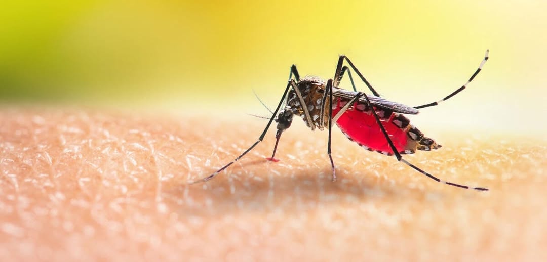 মানুষকে বেশি মশা কামড়ায়