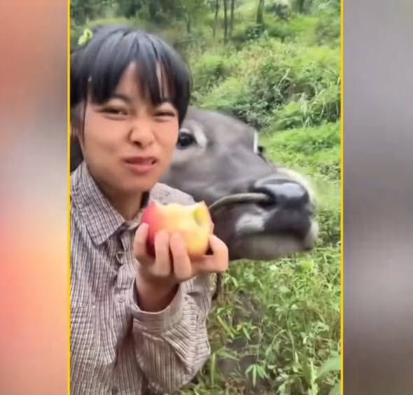 মানুষ নয়, বনের মহিষই যখন প্রিয় বন্ধু