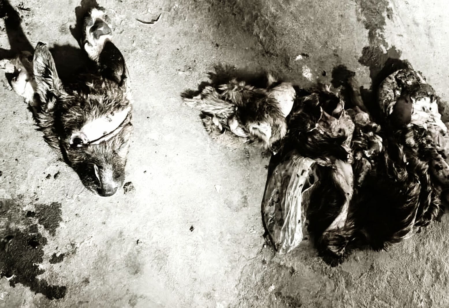 ধনবাড়ীতে কুকুর জবাই করে ছাগলের মাংস বলে বিক্রির অভিযোগ, এলাকায় চাঞ্চল্য