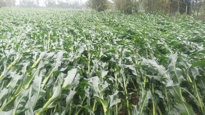 পীরগঞ্জে আকস্মিক বৃষ্টিতে কৃষকের ফসল নষ্ট