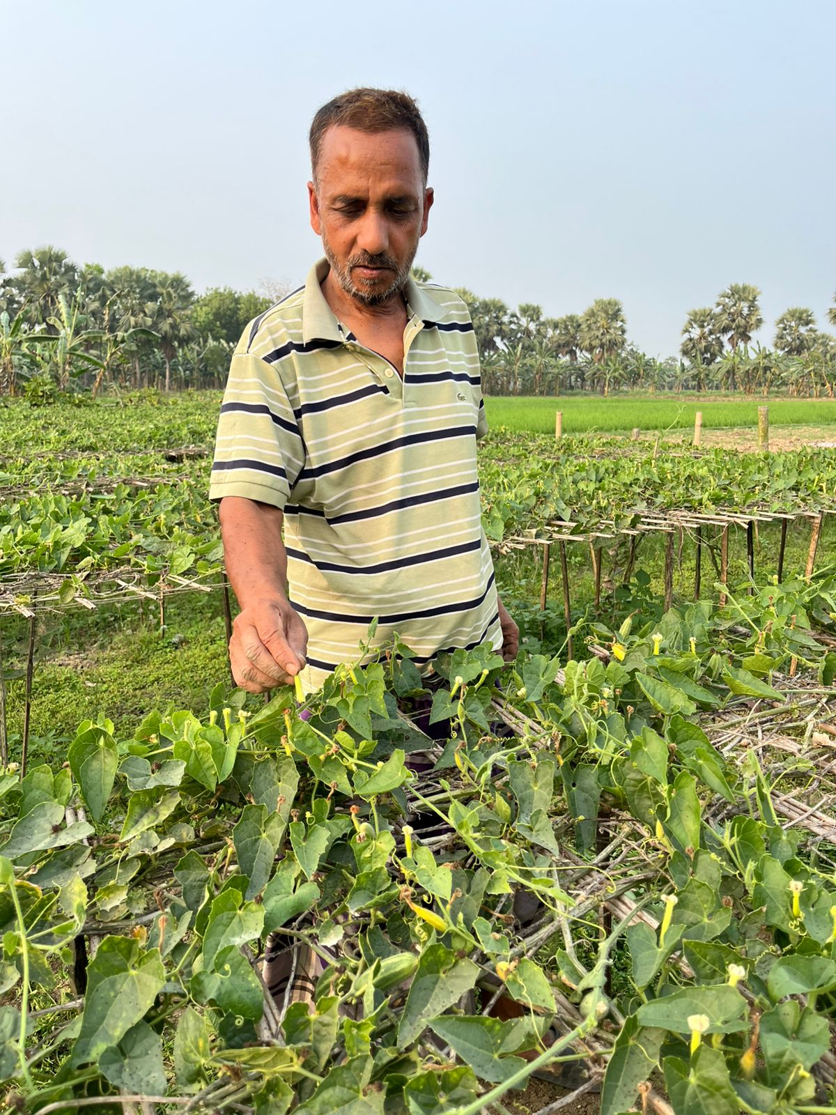 মাগুরায় পটল চাষে সফলতার স্বপ্ন দেখছেন কৃষক মহন মজুমদার