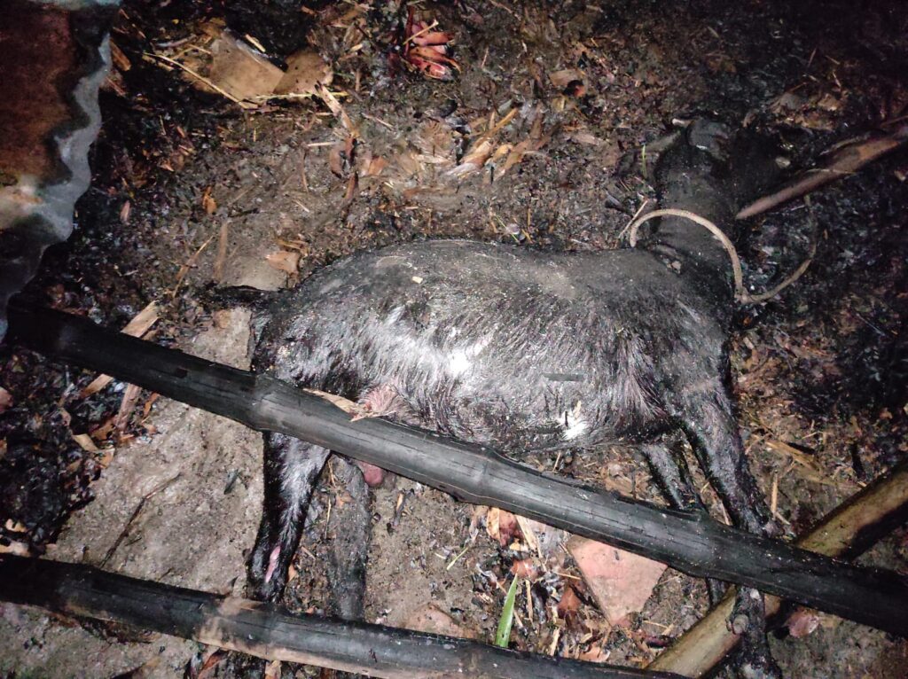 <span>সর্বশান্ত কৃষক / </span>সাঁথিয়ায় আগুণে পুড়ে কৃষকের গরু-ছাগল ও বসত ঘর ভস্মিভূত