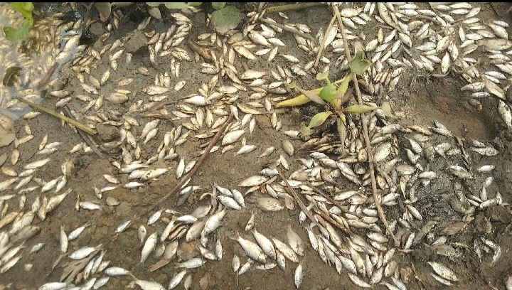 ভোলাহাটে সরকারী জলাশয় বৈধ লিজ নিয়ে দুষ্কৃতিকারীদের চক্রান্তে লাখ লাখ টাকার মাছ মেরে ফেলার অভিযোগ