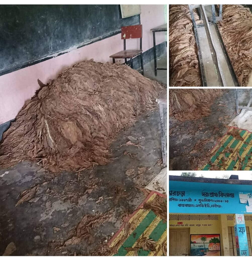 কালীগঞ্জে প্রাইমারী স্কুলে তামাকের গোডাউন