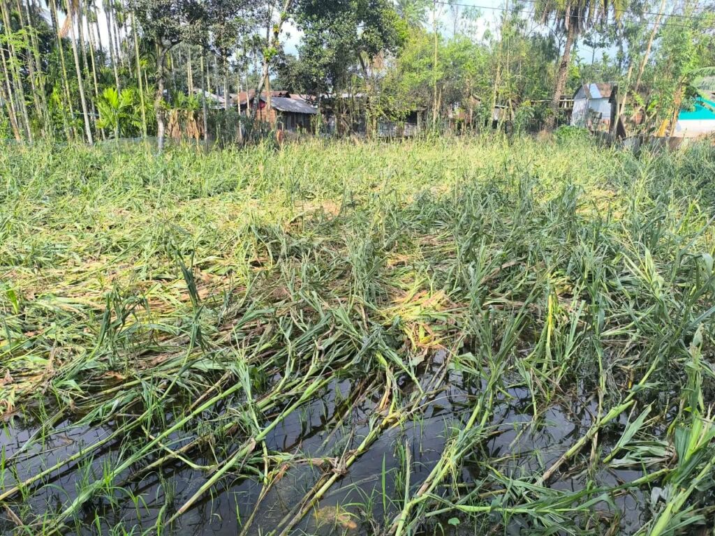 <span>৭৫ হেক্টর জমির ফসল নষ্ট: প্রান্তিক কৃষকের দুশ্চিন্তা বাড়ছে / </span>ডিমলায় ভয়াবহ ঝড় ও শিলাবৃষ্টি: ফসলের ব্যাপক ক্ষতি