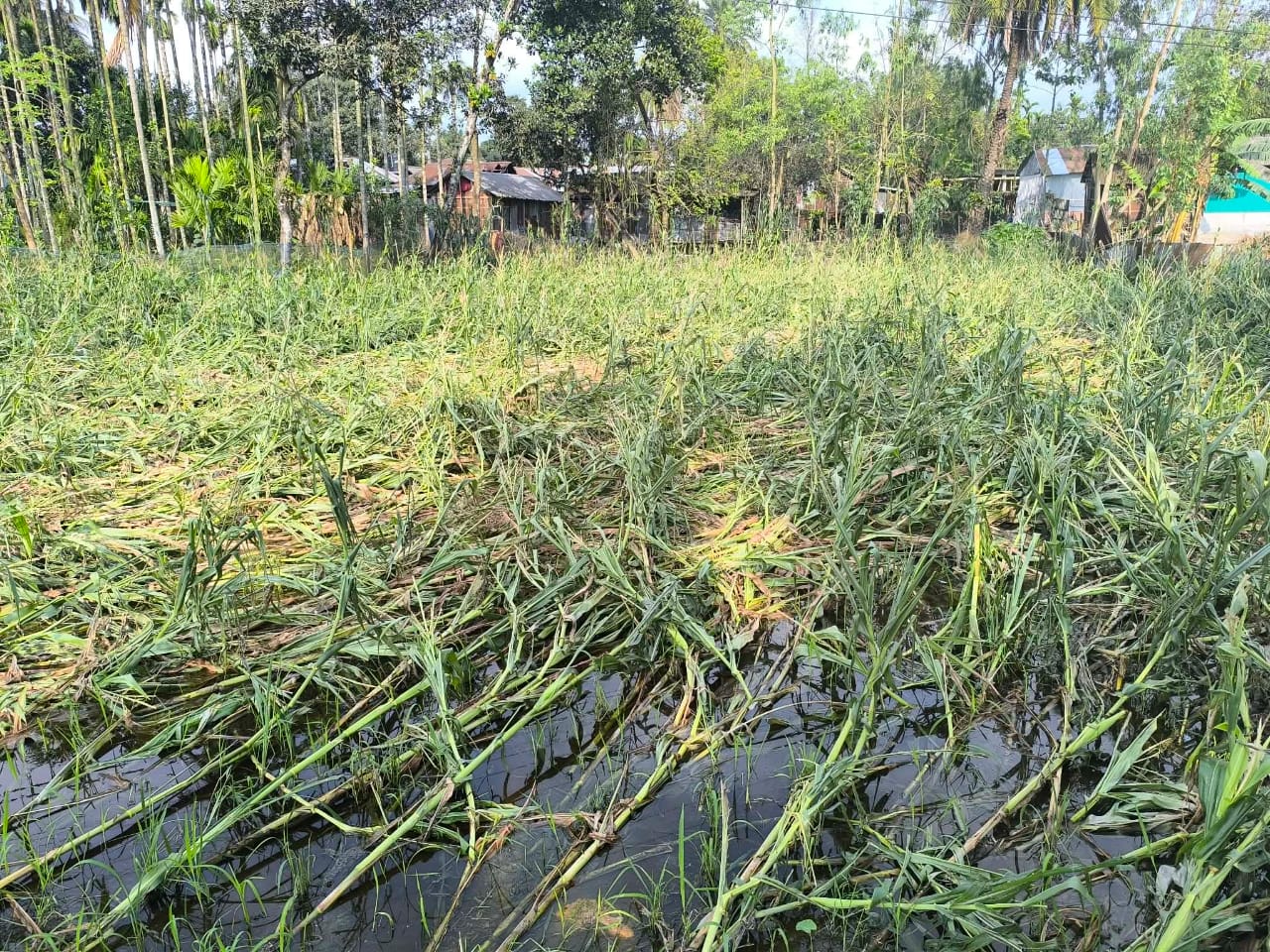 ডিমলায় ভয়াবহ ঝড় ও শিলাবৃষ্টি: ফসলের ব্যাপক ক্ষতি