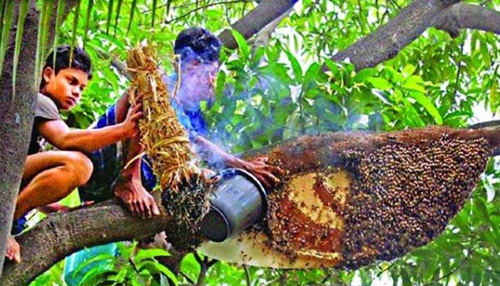 সুন্দরবনে মধু আহরণ শুরু : শেষ সময়ের ব্যস্ত মৌয়ালরা