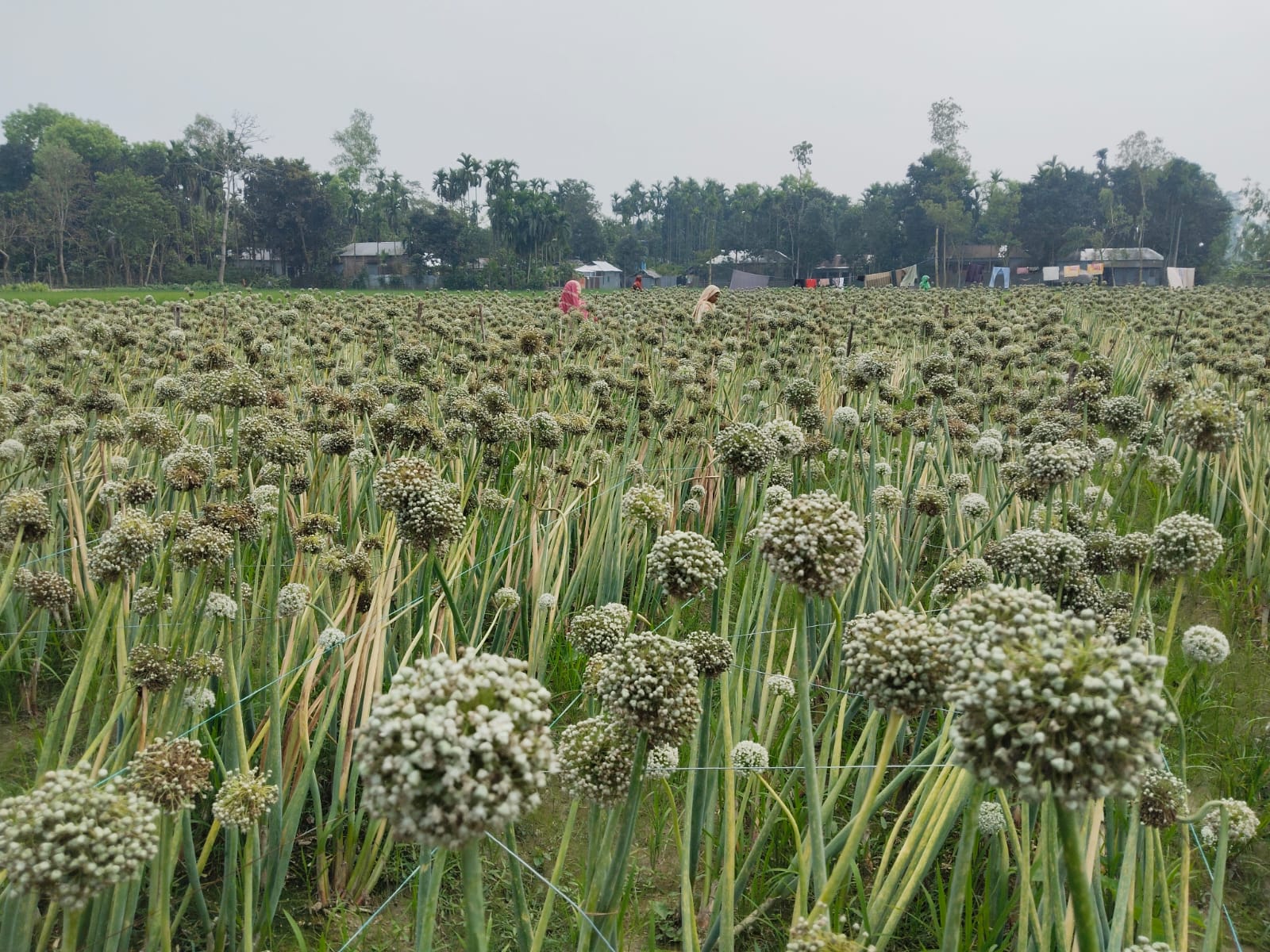 কুড়িগ্রামে প্রথম বারের মতো পিয়াজের বীজ উৎপাদন শুরু, বদলে যেতে পারে কৃষির চিত্র