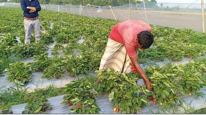 ঈশ্বরদীতে স্ট্রবেরি চাষে বদলাচ্ছে কৃষকের ভাগ্য